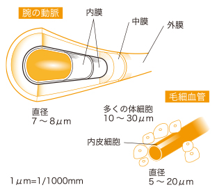 毛細血管